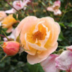 Meet your Posher, Loren